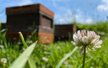北海道産ナタネはちみつ【荒井養蜂場】